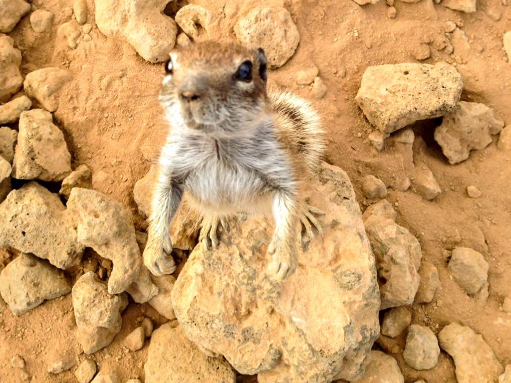 Trusting chipmunk