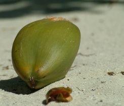 Be careful walking around palm trees!