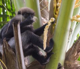 Monkey Monkey