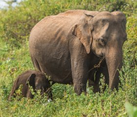 Watch elephants in Udawalawe National Park Watch elephants in Udawalawe National Park