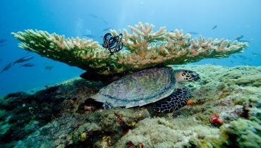 Sea Turtle Seeking Shelter