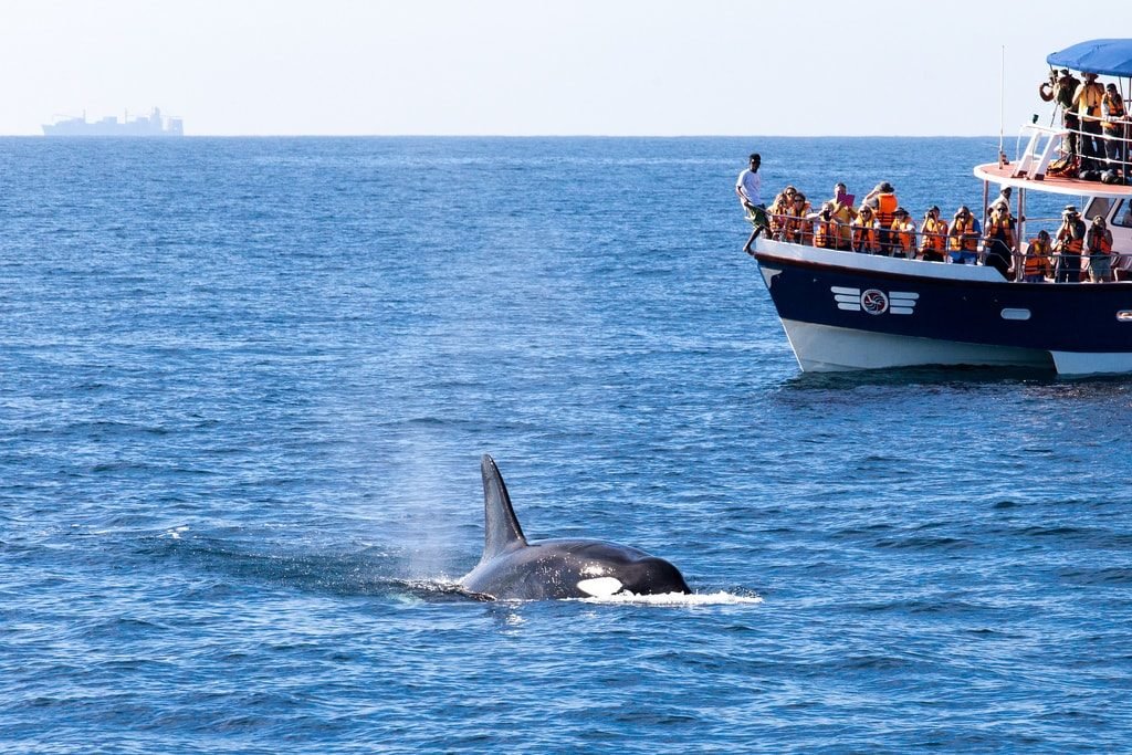 An Orca off Mirissa