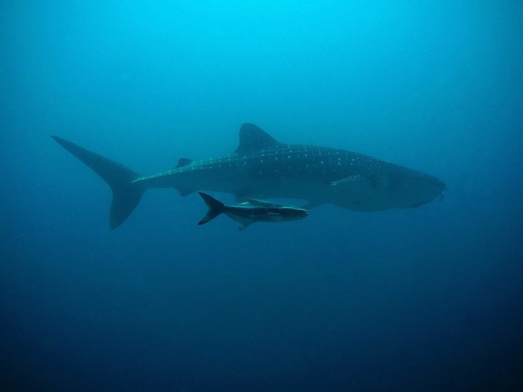 Giant Whale Shark with Baby