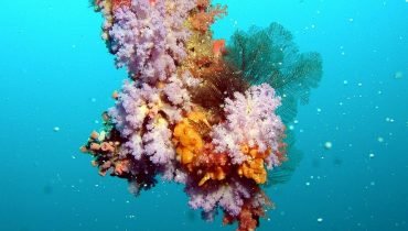 Colorful Corals